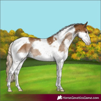 Horse Color:Chocolate Palomino Sabino Splash Tobiano Rabicano 