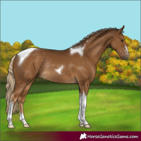 Horse Color:Chocolate Palomino Sabino Tobiano Rabicano