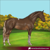 Horse Color:Chocolate Palomino Tobiano Rabicano 