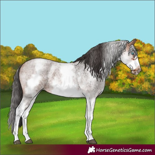 Horse Color:White Spotted Bay Roan Frame