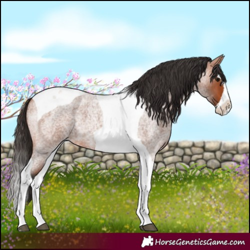 Horse Color:Bay Roan Splash Tobiano 