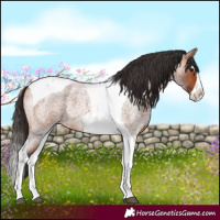 Horse Color:Bay Roan Splash Tobiano