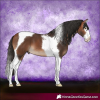 Horse Color:Bay Splash Tobiano 