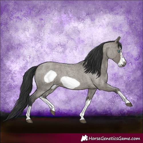 Horse Color:Grullo Roan Splash Frame 