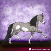 Horse Color:Grullo Roan Splash Frame