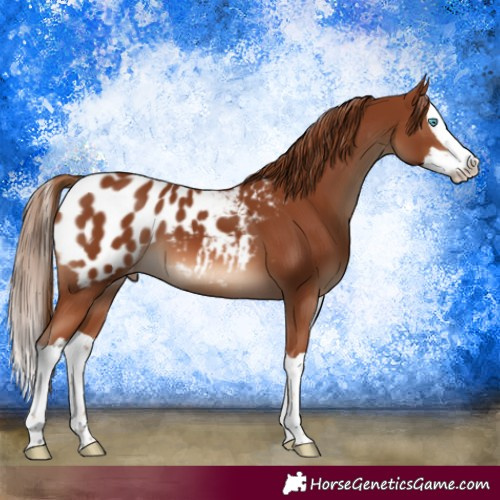 Horse Color:Chestnut Splash Appaloosa