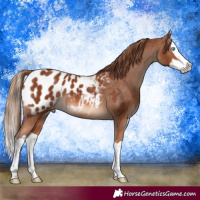 Horse Color:Chestnut Splash Blanket