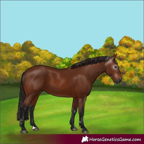 Horse Color:Unknown 