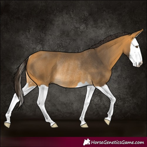 Horse Color:Buckskin Splash Rabicano