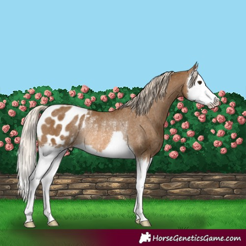 Horse Color:Chocolate Palomino Splash Blanket Rabicano 