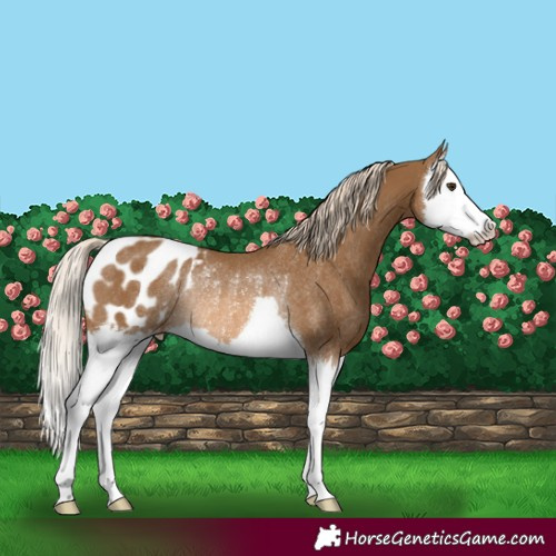 Horse Color:Chocolate Palomino Splash Appaloosa Rabicano 
