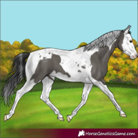 Horse Color:Grullo Splash Tobiano