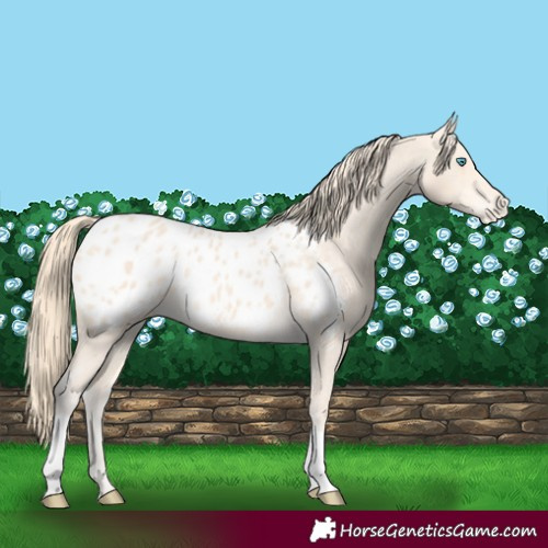 Horse Color:Perlino Blanket