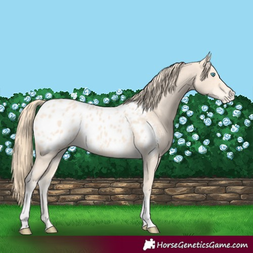 Horse Color:Perlino Appaloosa 