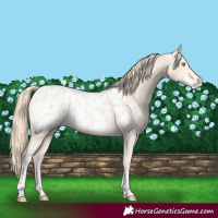 Horse Color:Perlino Blanket