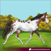 Horse Color:Bay Sabino Frame Appaloosa