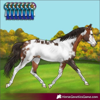 Horse Color:Bay Sabino Frame Blanket