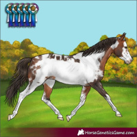 Horse Color:Bay Sabino Frame Blanket