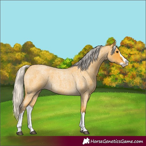 Horse Color:Silver Buckskin Roan Splash