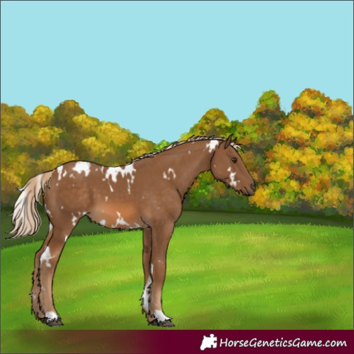 Horse Color:White Spotted Chocolate Palomino