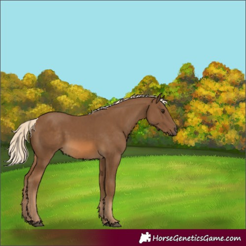 Horse Color:Chocolate Palomino
