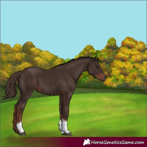 Horse Color:Liver Chestnut Tobiano