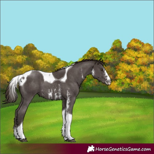 Horse Color:Liver Chestnut Sabino Tobiano 