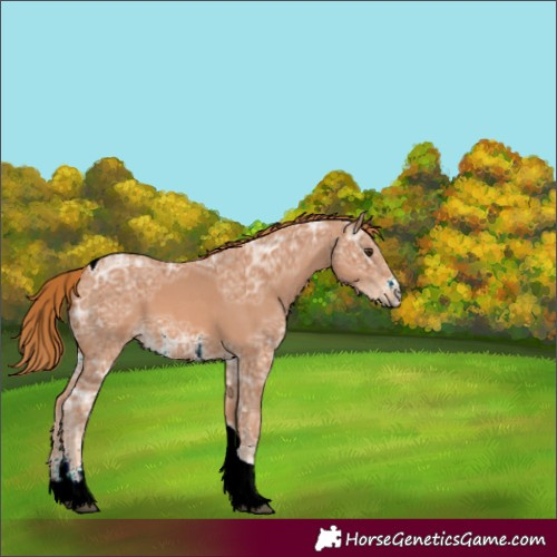 Horse Color:Chestnut Ice Sabino Tobiano