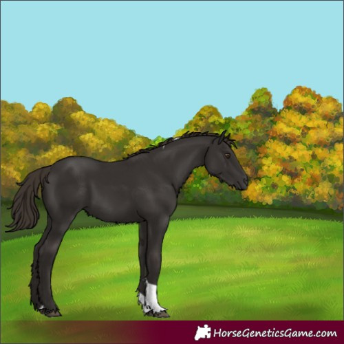 Horse Color:Liver Chestnut Tobiano