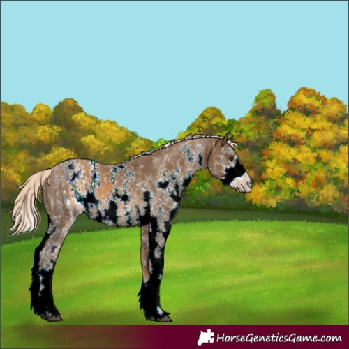Horse Color:ERROR: UNKNOWN ANOMALY