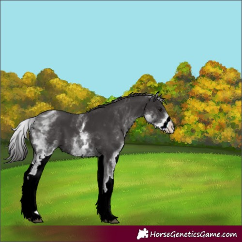 Horse Color:ERROR: UNKNOWN ANOMALY
