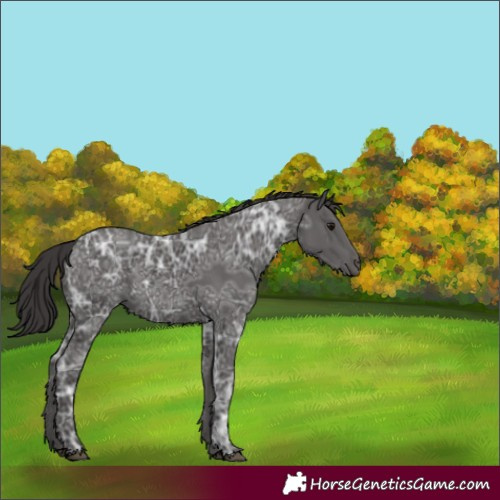 Horse Color:Smoky Black Ice 