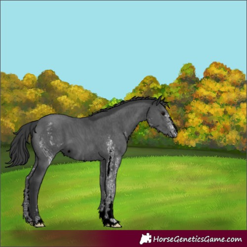 Horse Color:ERROR: UNKNOWN ANOMALY