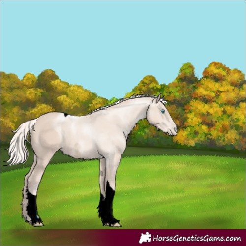 Horse Color:ERROR: UNKNOWN ANOMALY