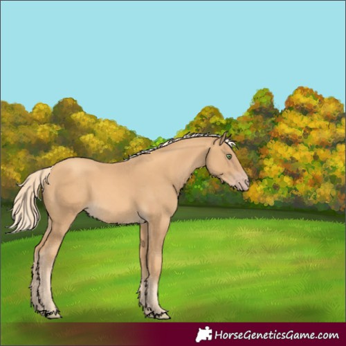 Horse Color:Gold Cream Champagne