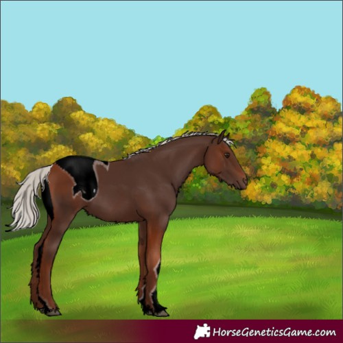Horse Color:ERROR: UNKNOWN ANOMALY