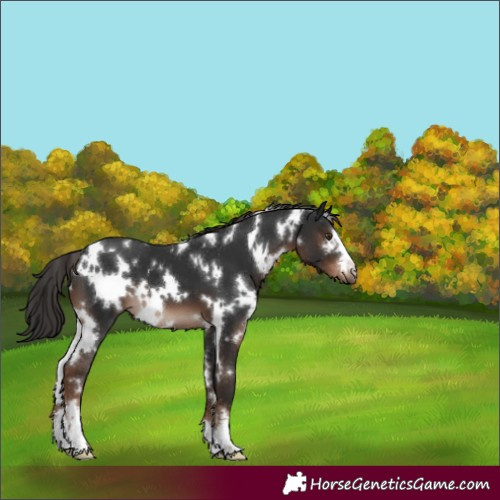 Horse Color:White Spotted Liver Chestnut