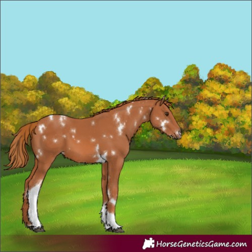 Horse Color:White Spotted Chestnut Tobiano