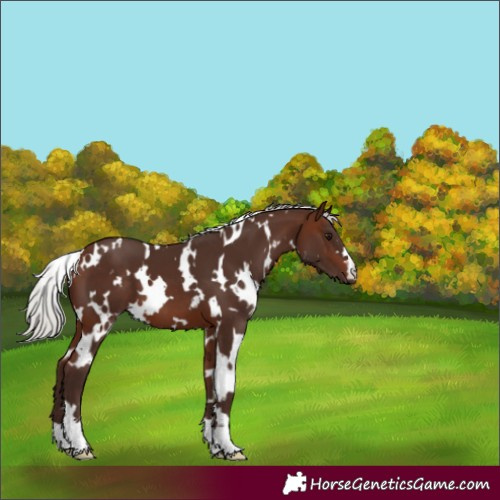 Horse Color:White Spotted Silver Brown 
