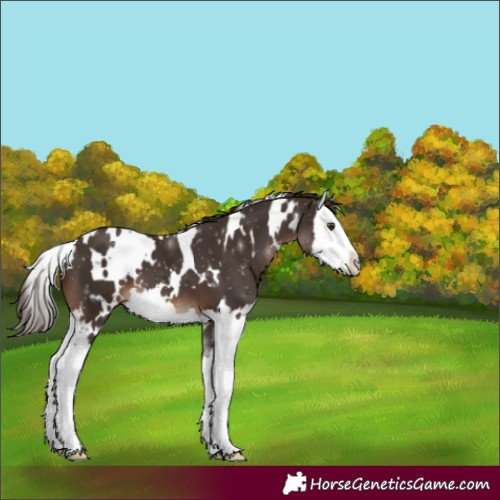 Horse Color:White Spotted Liver Chestnut Splash 