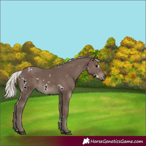 Horse Color:White Spotted Silver Black 
