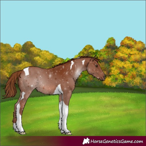 Horse Color:Chestnut Tobiano