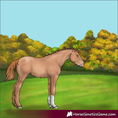 Horse Color:Gold Champagne Tobiano 
