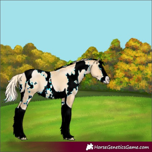Horse Color:White Spotted Palomino Pearl Splash Tobiano 