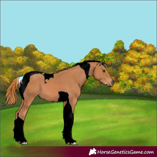 Horse Color:Chestnut Tobiano