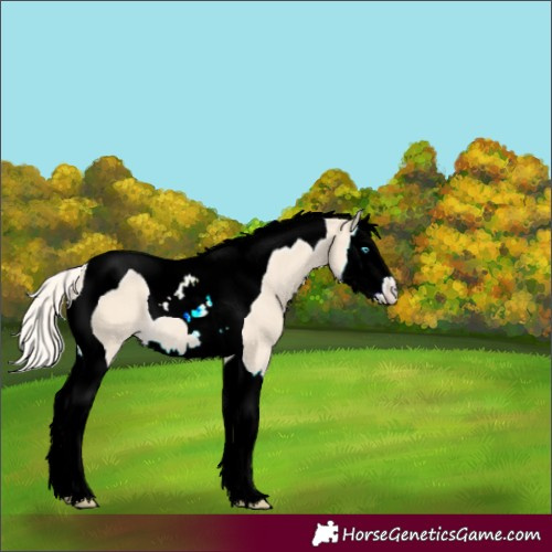 Horse Color:Cremello Splash Tobiano 