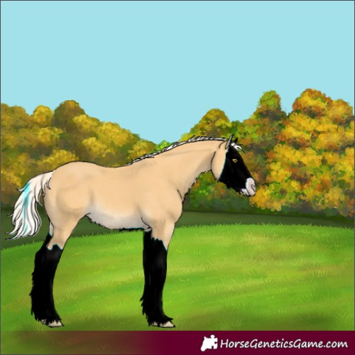 Horse Color:Palomino Splash 