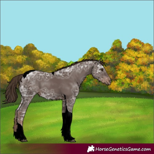 Horse Color:Liver Chestnut Ice Tobiano 
