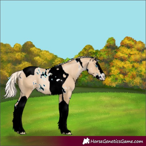 Horse Color:White Spotted Palomino Pearl Splash Tobiano