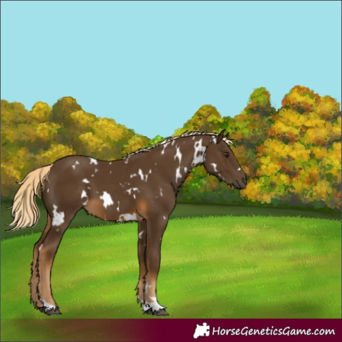 Horse Color:White Spotted Chocolate Palomino 